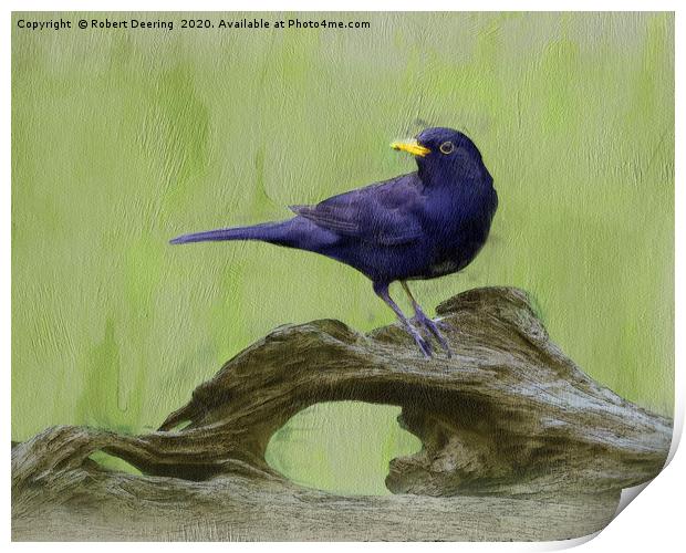 Blackbird on log Print by Robert Deering