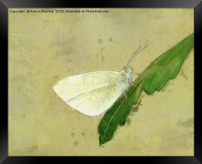 Small white butterfly Framed Print by Robert Deering