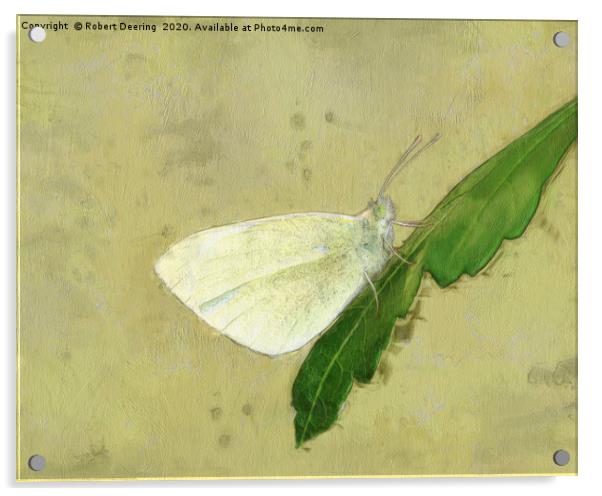 Small white butterfly Acrylic by Robert Deering