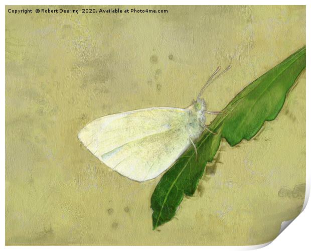 Small white butterfly Print by Robert Deering