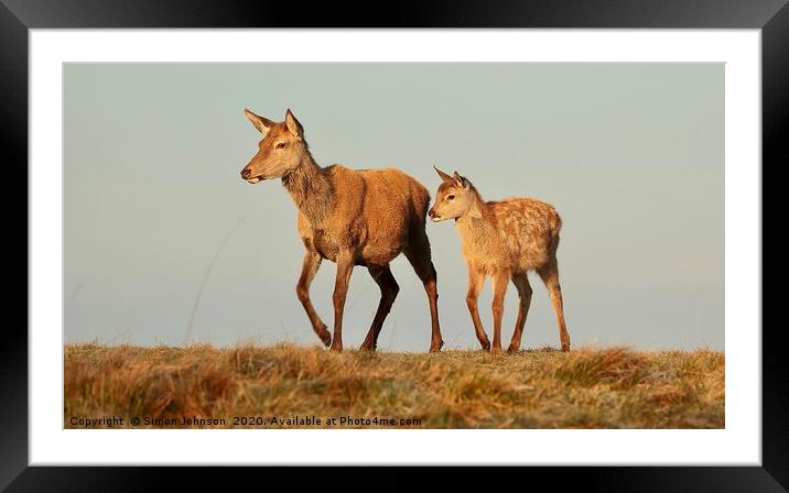 Deer Mother and offspring Framed Mounted Print by Simon Johnson