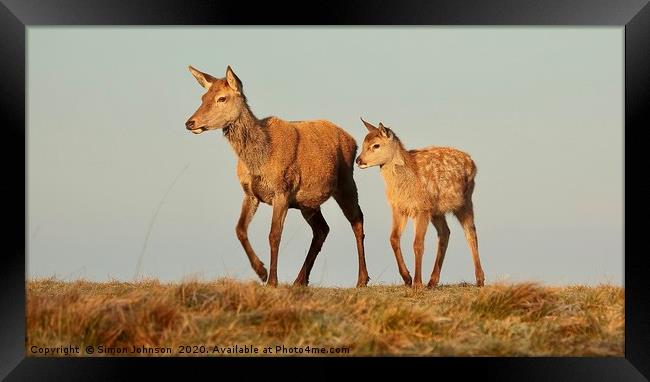 Deer Mother and offspring Framed Print by Simon Johnson