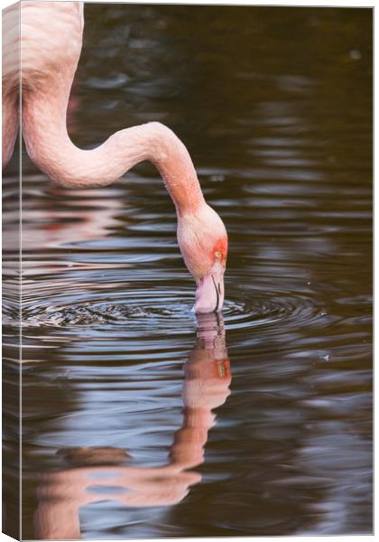 Reflection of a preening Chilean flamingo Canvas Print by Jason Wells
