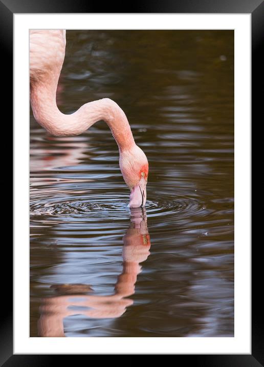 Reflection of a preening Chilean flamingo Framed Mounted Print by Jason Wells