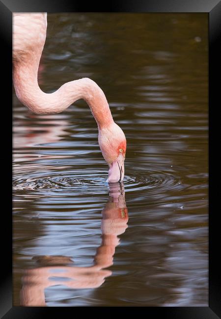 Reflection of a preening Chilean flamingo Framed Print by Jason Wells
