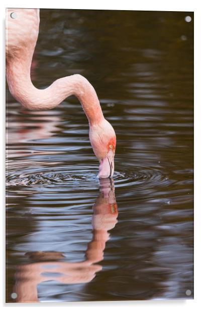 Reflection of a preening Chilean flamingo Acrylic by Jason Wells