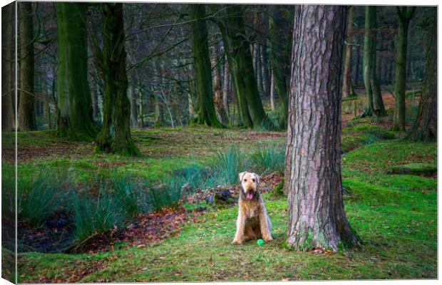 Eager Airedale Terrier Awaits Playtime Canvas Print by Alison Chambers