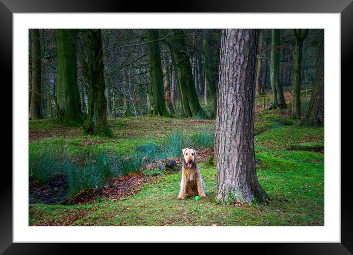 Eager Airedale Terrier Awaits Playtime Framed Mounted Print by Alison Chambers