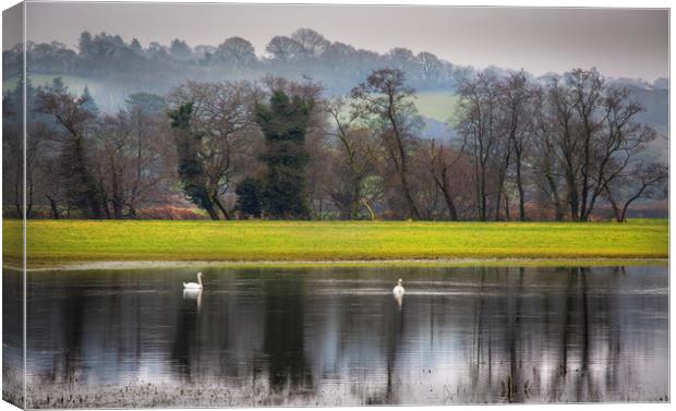 Swans on a flooded field Canvas Print by Leighton Collins