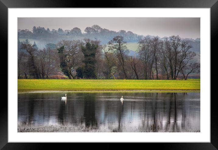 Swans on a flooded field Framed Mounted Print by Leighton Collins