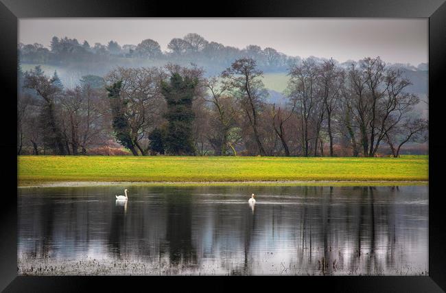 Swans on a flooded field Framed Print by Leighton Collins