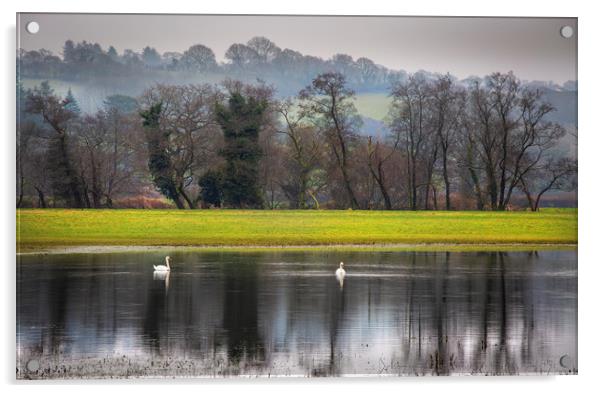 Swans on a flooded field Acrylic by Leighton Collins