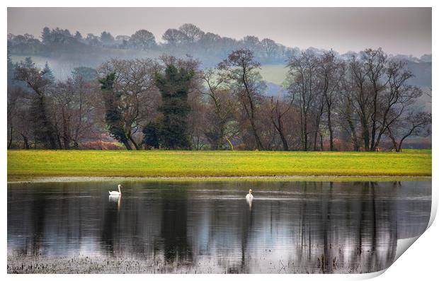 Swans on a flooded field Print by Leighton Collins