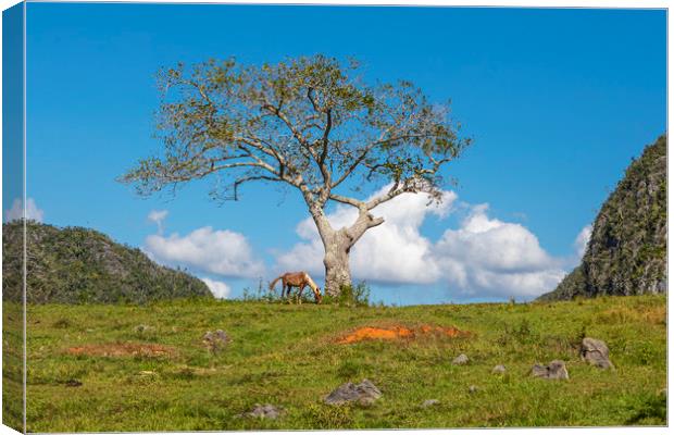 A single tree in Vinales Valley, Cuba Canvas Print by David Hare