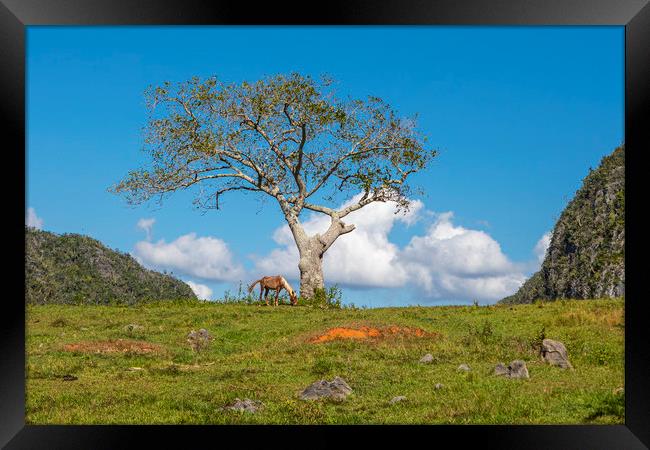 A single tree in Vinales Valley, Cuba Framed Print by David Hare