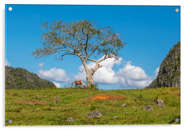 A single tree in Vinales Valley, Cuba Acrylic by David Hare