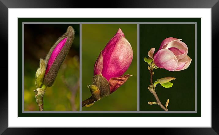 Magnolia Triptych Framed Mounted Print by Pete Hemington