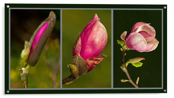 Magnolia Triptych Acrylic by Pete Hemington
