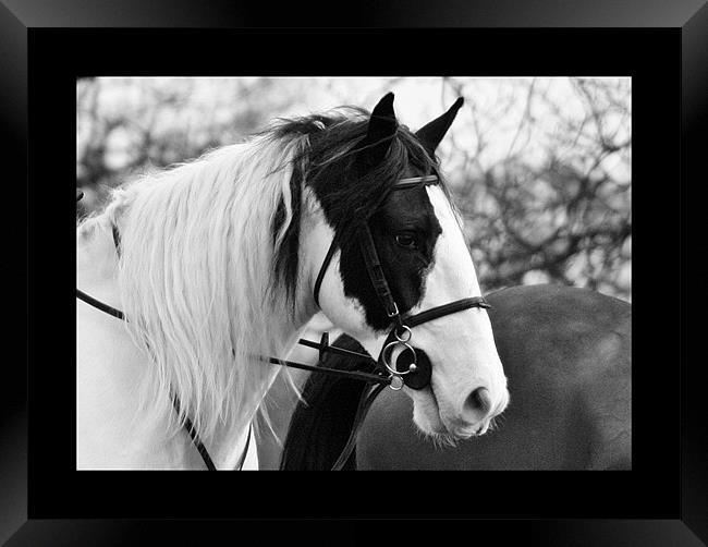 Horse’s Head Framed Print by Doug McRae