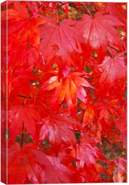 Autumn Leaves Canvas Print by Dawn O'Connor