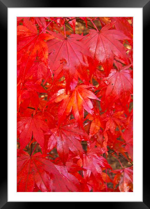 Autumn Leaves Framed Mounted Print by Dawn O'Connor