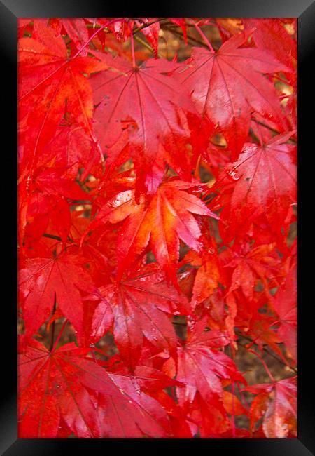 Autumn Leaves Framed Print by Dawn O'Connor