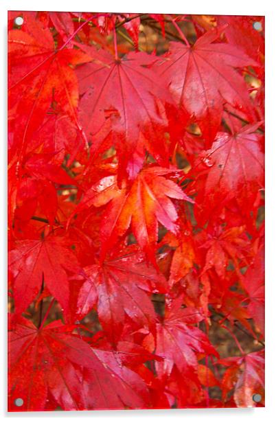 Autumn Leaves Acrylic by Dawn O'Connor