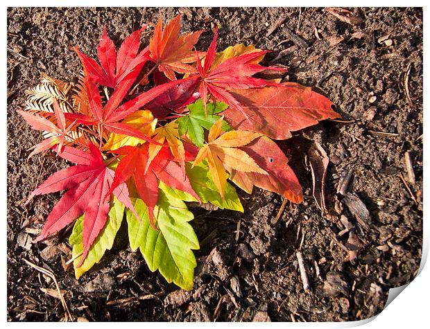 Autumn Leaves Print by Dawn O'Connor