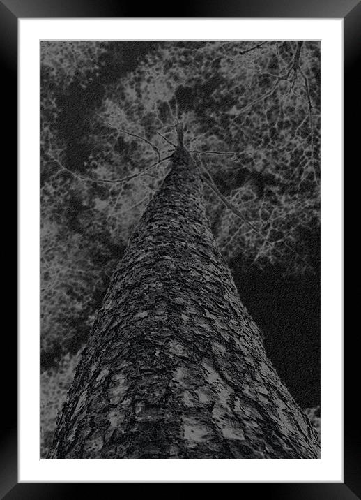 Chalk and charcoal tree Framed Mounted Print by Dan Thorogood