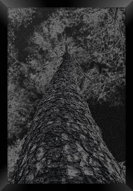 Chalk and charcoal tree Framed Print by Dan Thorogood