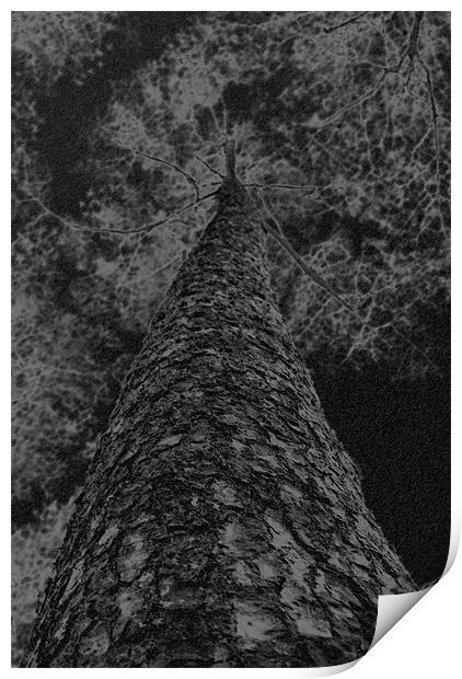 Chalk and charcoal tree Print by Dan Thorogood