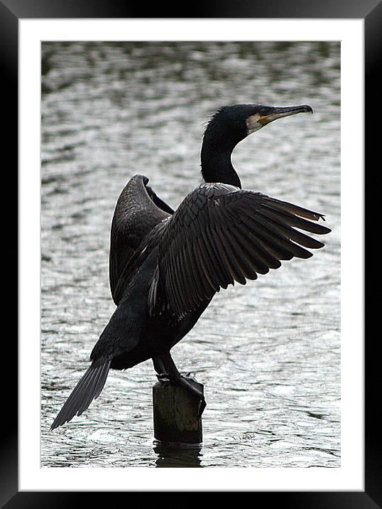 Great Cormorant Framed Mounted Print by Doug McRae