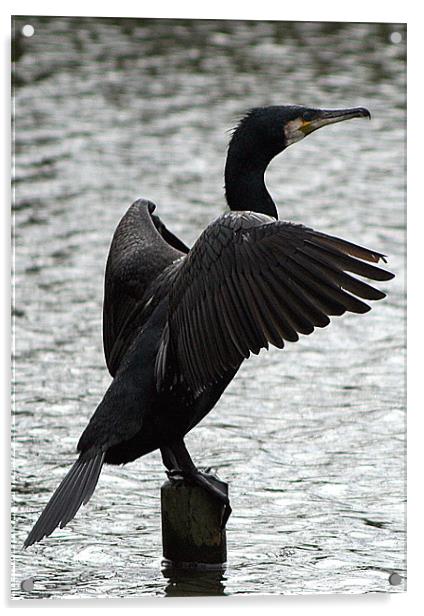 Great Cormorant Acrylic by Doug McRae