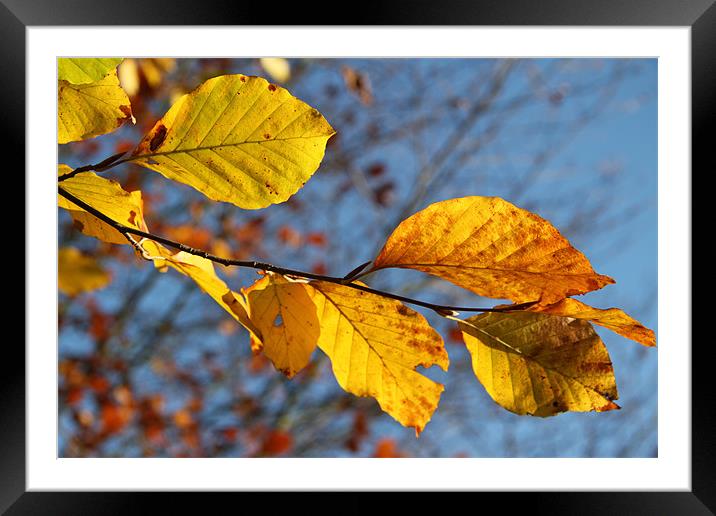 Autumn Leaves Framed Mounted Print by Samantha Higgs