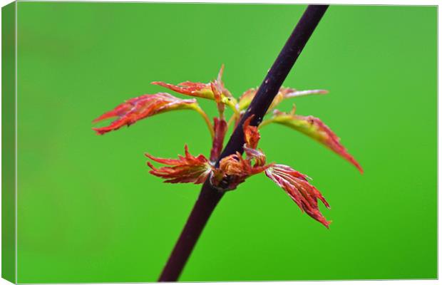 Acer Canvas Print by Donna Collett