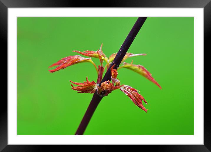 Acer Framed Mounted Print by Donna Collett