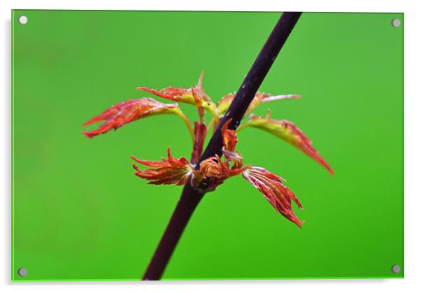 Acer Acrylic by Donna Collett