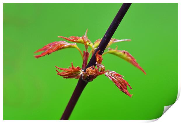 Acer Print by Donna Collett
