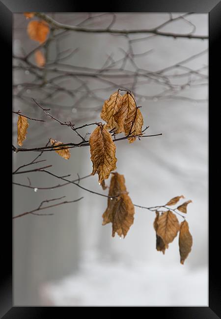 Autumn Leaves in the Mist - 2 Framed Print by Ann Garrett