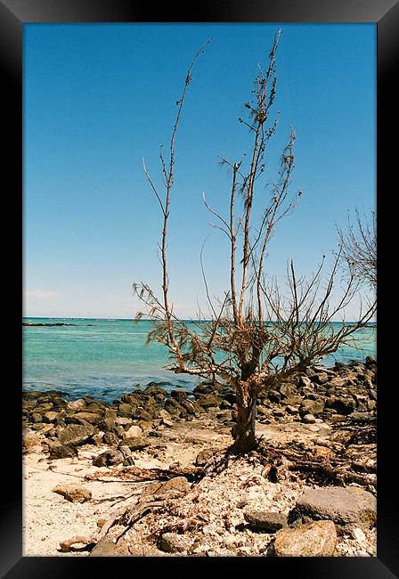 Pointe aux Cannoniers, Mauritius Framed Print by David Gardener