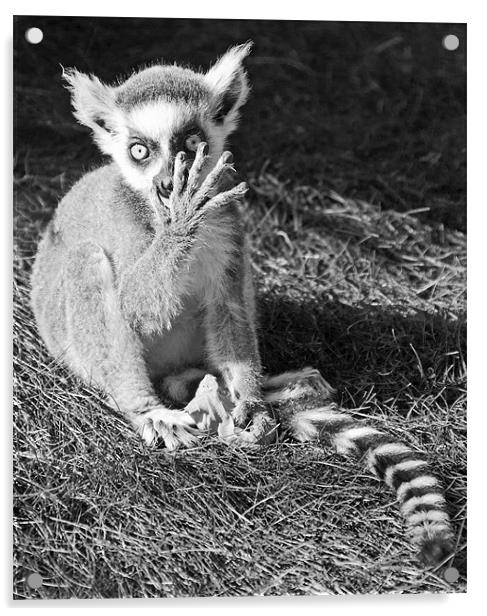 Ring-tailed Lemur Acrylic by Joyce Storey