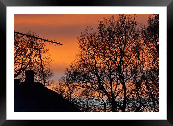 Tree & Aerial Sunset Framed Mounted Print by Donna Collett
