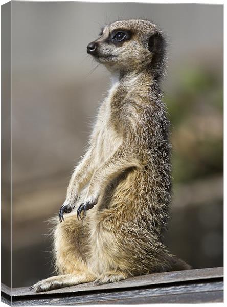 Meerkat on A Hot Tin Roof Canvas Print by Mike Gorton