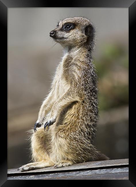 Meerkat on A Hot Tin Roof Framed Print by Mike Gorton