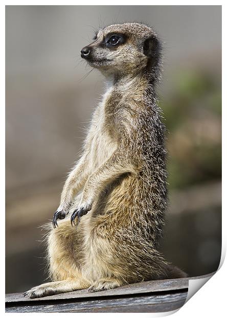 Meerkat on A Hot Tin Roof Print by Mike Gorton
