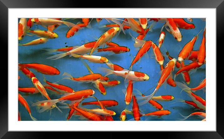 dreaming of fish... Framed Mounted Print by Heather Newton