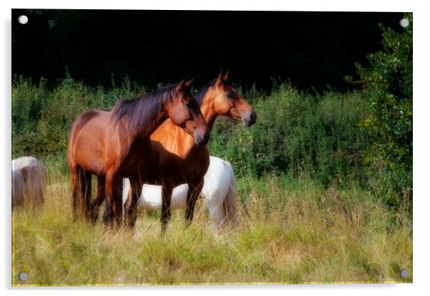 Two bay horses Acrylic by Linda Cooke