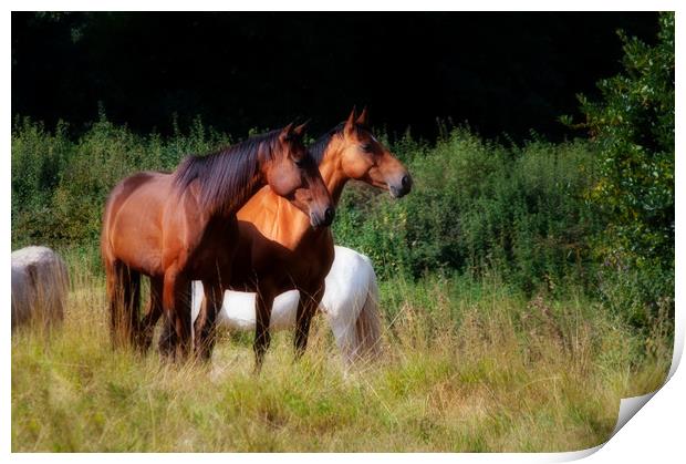 Two bay horses Print by Linda Cooke