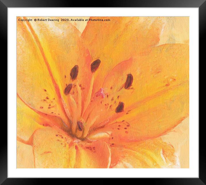 Orange lily close up Framed Mounted Print by Robert Deering