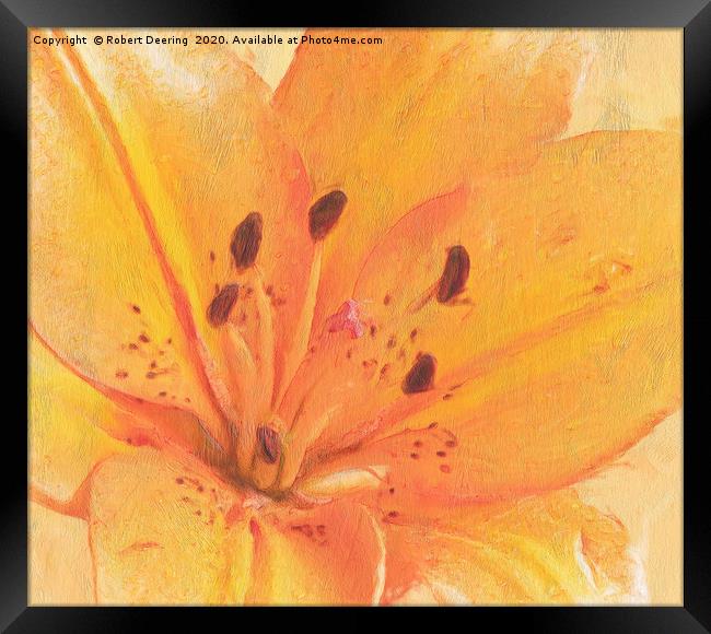 Orange lily close up Framed Print by Robert Deering